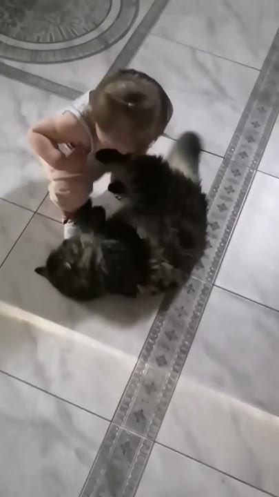 Кот каратист 😹 - YouTube