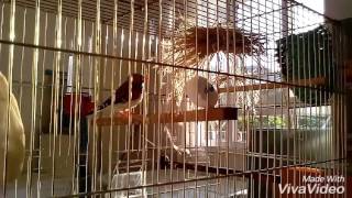 Hint Bülbülü Çiftleşmesi