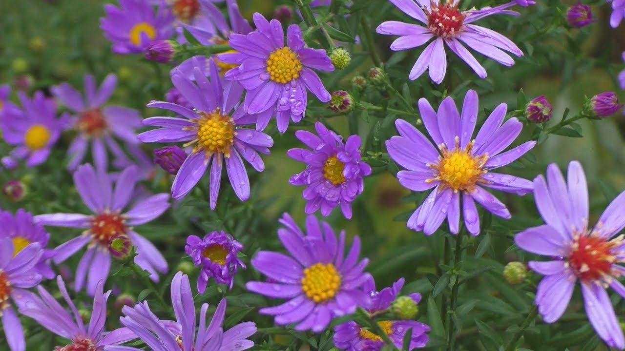 Почти АСМР видео/ Ветреное утро на даче - YouTube