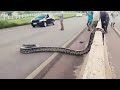 Anaconda crosses road in brazil   snake  sajju bhai l