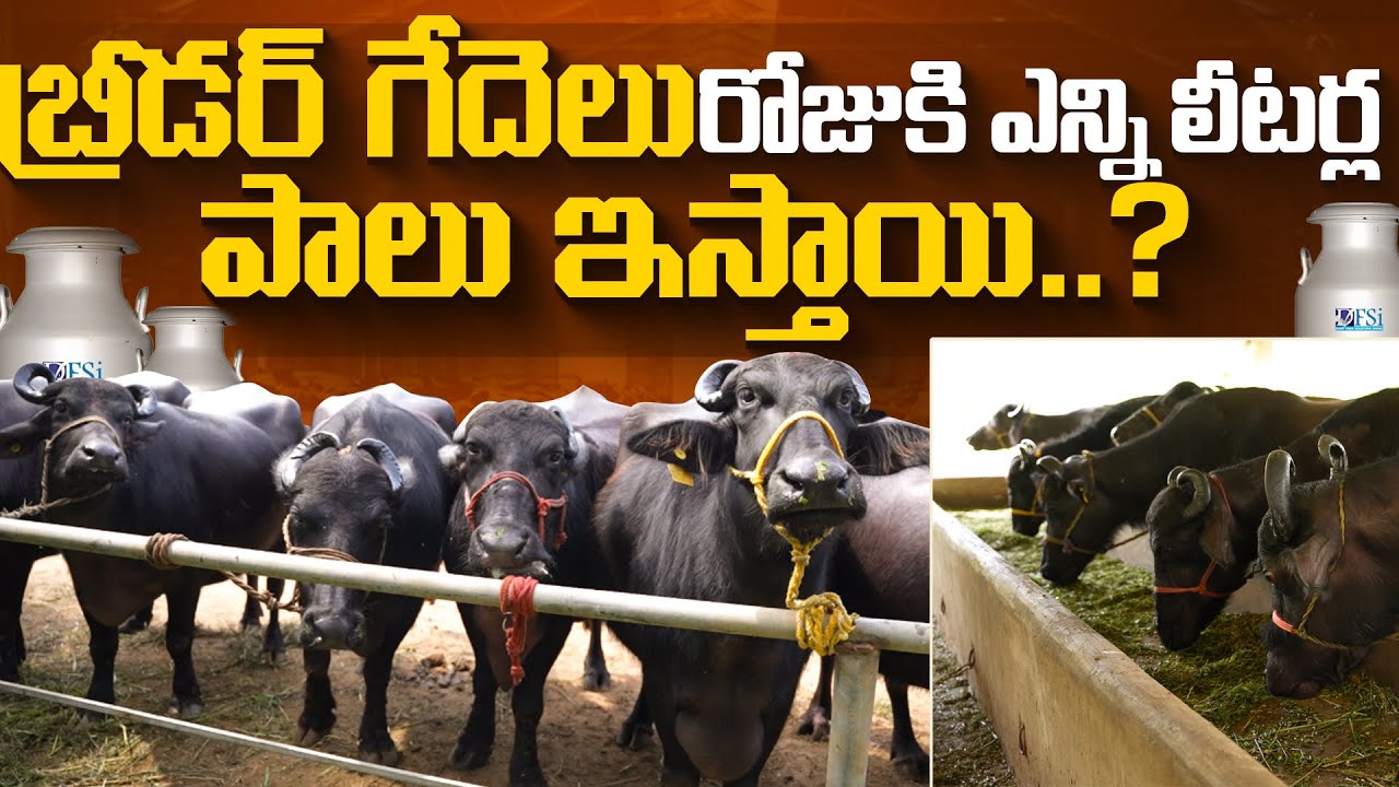 బ్రీడర్ గేదెలు రోజుకి ఎన్ని లీటర్లపాలు ఇస్తాయి.|Buffalo Dairy farm Telugu | karshakavani