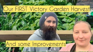 Victory Veg - We got our FIRST Harvest in our Front Garden/Yard Victory Plot