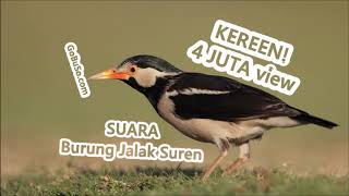 Suara Jalak Suren Mp3 - Download Suara Burung Jalak Suren Termahal Gacor Bisa Ngomong Full Isian!