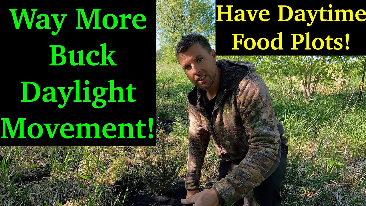 Planting Spruce Trees For Deer Create Daytime Food Plots For Big