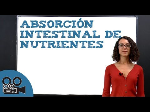 Absorción intestinal de nutrientes