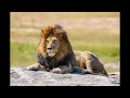 Lion Sfx