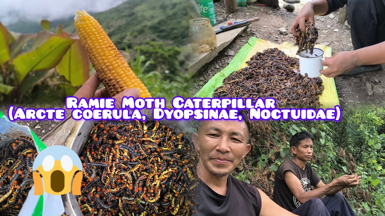 Huge catch //Edible Wild worm (Phülüre)//Season Blessings 🤤😋// @winfrednagacollectivevlogs6066 