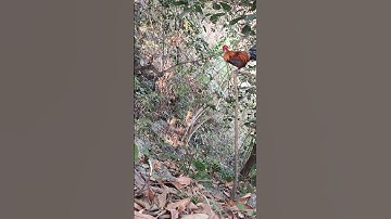 Bồi Huấn luyện gà rừng mồi cực hay. Qaib qus qua zoo ua video zoo saib tiag tiag