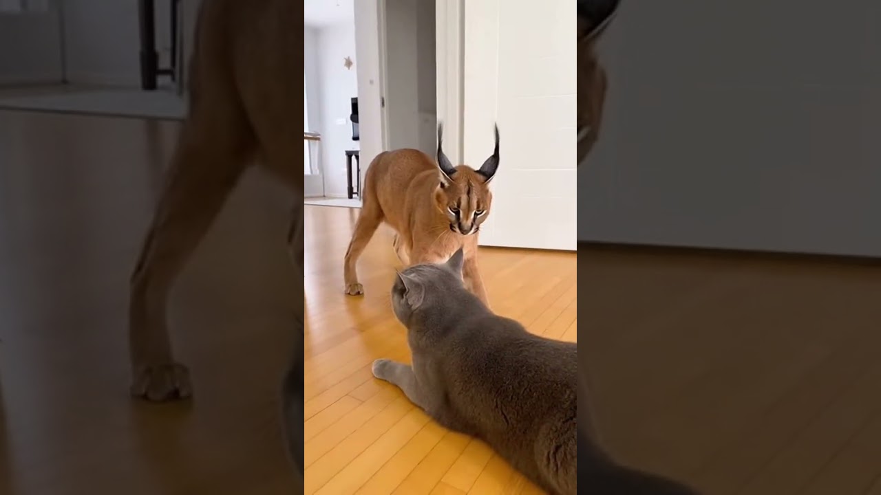 Bully Cat Freezes When Caracal Appears 😳🐾