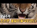 조선호랑이는 왜 사라졌나  [과학실험] KBS 2016.04.09 방송