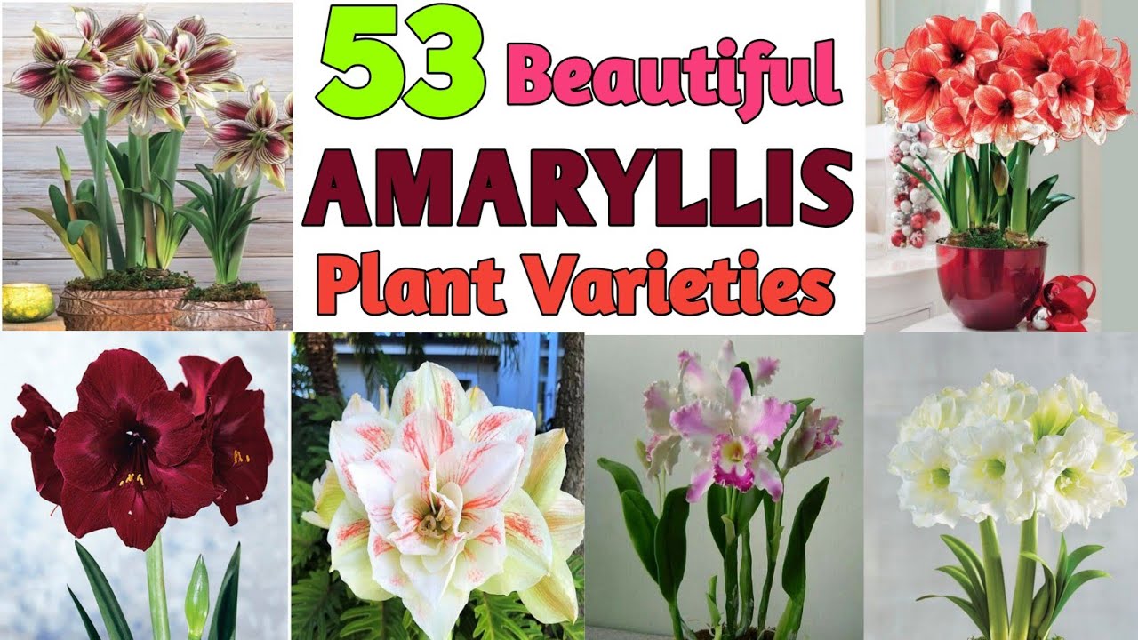 53 AMARYLLIS FLOWER Varieties | Amaryllis Flower Plant Species| Plant and Planting