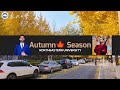 Autumn🍁 season in Shenyang city China || Northeastern University China