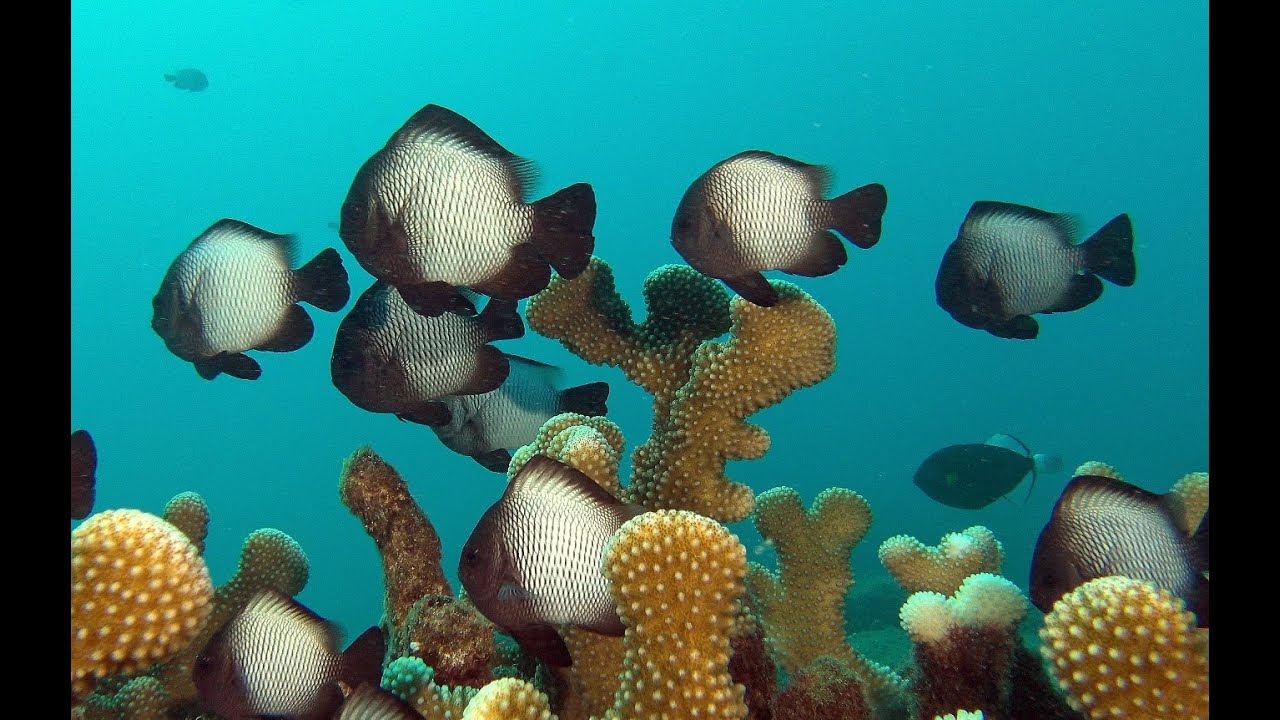 Koloa Land Kauai Marine Life Movie