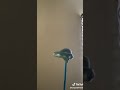 Profile Picture of Someone here is possessed by an owl shark tik tok
