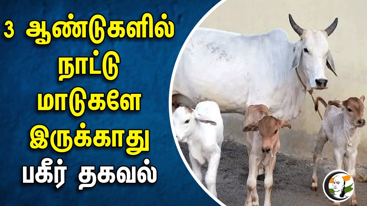 3 ஆண்டுகளில் நாட்டு மாடுகளே இருக்காது... பகீர் தகவல் | Animal Welfare | Statistical Reports