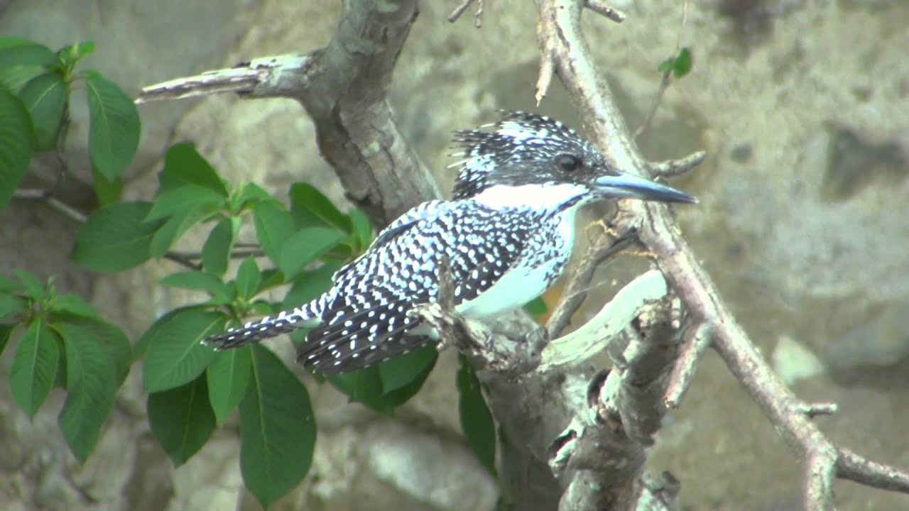 野鳥撮影・ ヤマセミの飛翔シーン Crested Kingfisher - YouTube