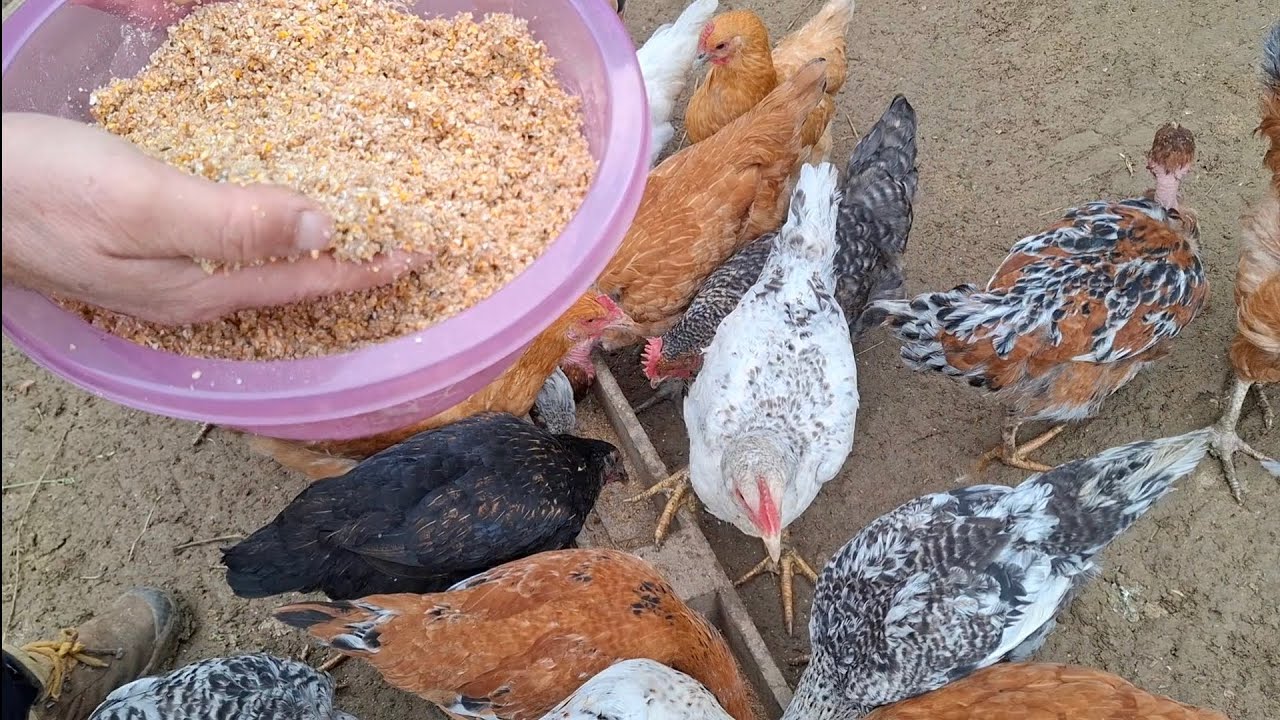 С этим замечательным кормом куры будут здоровыми и продуктивными круглый год (посмотрите три простых