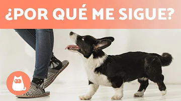 ¿Por qué mi perro me roba el sitio cuando me levanto?