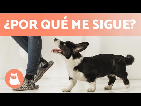 Видео: ¿Por Qué Mi Perro…?