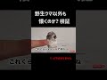 野生クマ達を躾けてみた #shorts