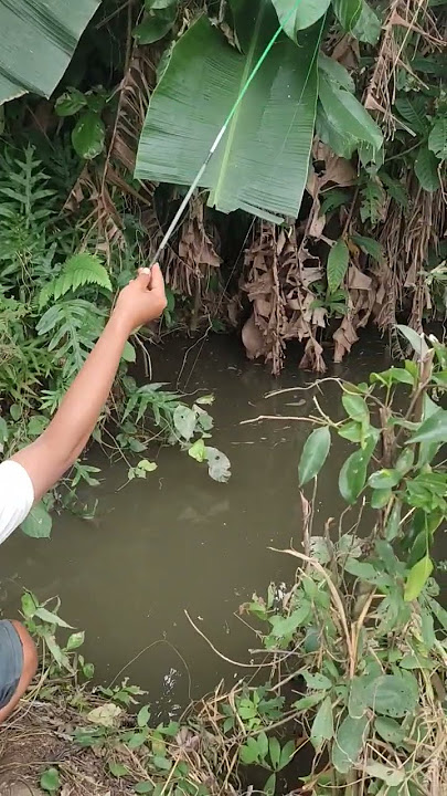 awas jangan berkedip, pelampungnya goyang terus #mancing #shorts #mancingwader