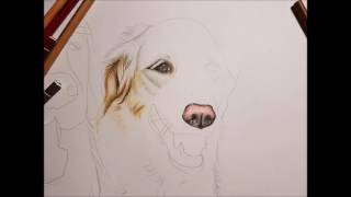 Step by Step Portrait Dog - Ritratti a 4 Zampe screenshot 4