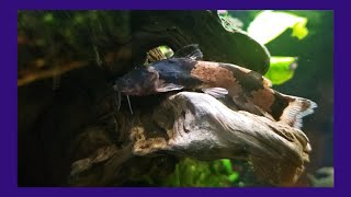 South American Bumblebee Catfish