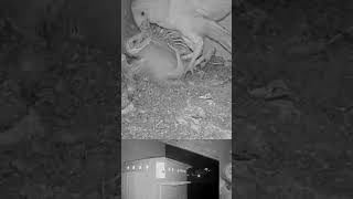 Crazy Owlets Fight Off Intruder That Attacks Them  birds animals wildlife birdcams  predator