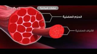 الأحياء - 3ث - الدعامة والحركة : الجهاز العضلي في الإنسان