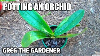 HOW TO POT AN ORCHID - Greg The Gardener by Greg The Gardener 7,572 views 7 years ago 4 minutes, 11 seconds