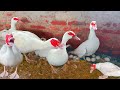 How to prevent  treat intestinal diseases in muscovy  muscovy duck farm