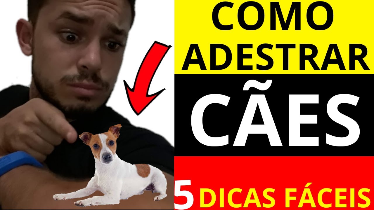 Adestramento de Cães como adestrar- Adestramento de Cães curso? Adestramento de cães