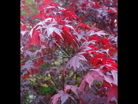 Hamish's Top Tips On Transplanting An Acer Palmatum