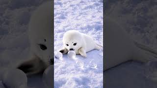 Keep your favorite drinks cold without diluting the flavor.
Who knew a snowball could be this cozy? 🦭 Our sleepy baby harp seal refuses to let go of the perfect chill!
Keep your favorite drinks cold without diluting the flavor. The Bespoke AI Refrigerator delivers crystal-clear, slow-melting Sphere Ice™ that preserves your beverage’s rich taste from the first sip to the last.
✨ Why Samsung Sphere Ice™?
- Auto-crafted: Round ice, ready on demand.
- Slower Melting: Dense, hard ice for a long-lasting chill.
Hashtags: #BespokeAIRefrigerator #SphereIce #SeeYouatWorkTomorrow #BespokeAI #Samsung Keep your favorite drinks cold without diluting the flavor.