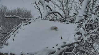 Decorah North Nest | Mom burried under snow in April ~ 04-18-2018