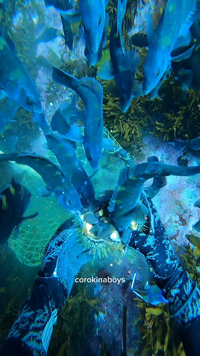 just wiped out the whole family tree #kina #pestcontrol #asmr