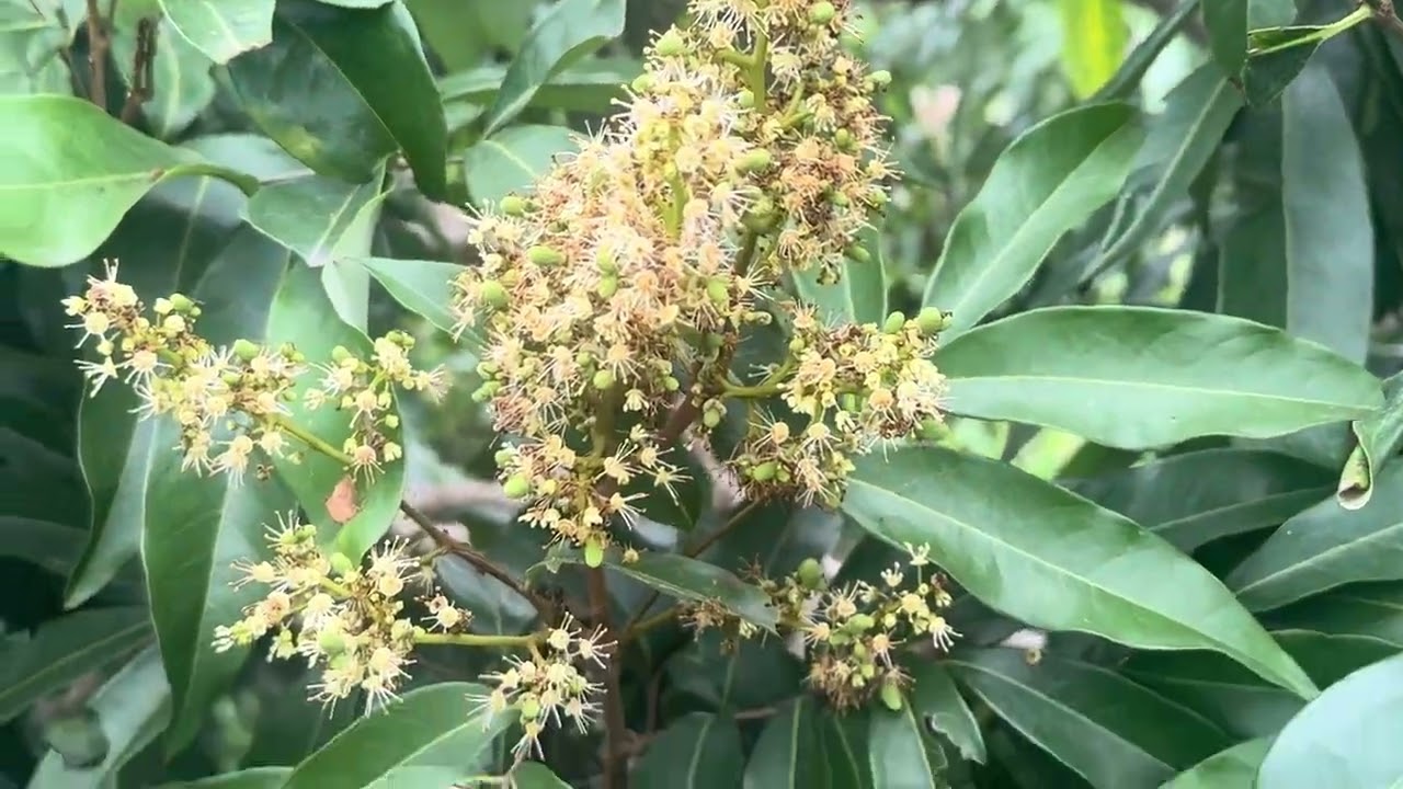 Mùng 5 tết. 2026 có gì mới.