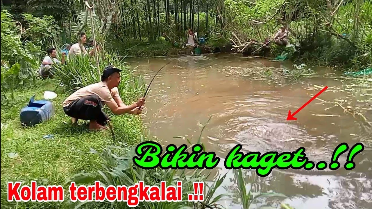Bikin kaget‼️mancing di kolam terbengkalai...