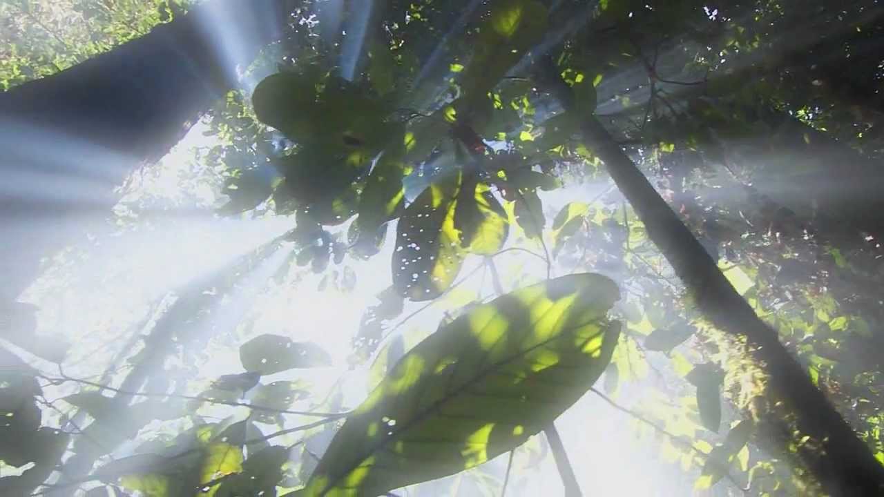 X Ray Dog - The Prophet (BBC Planet Earth)