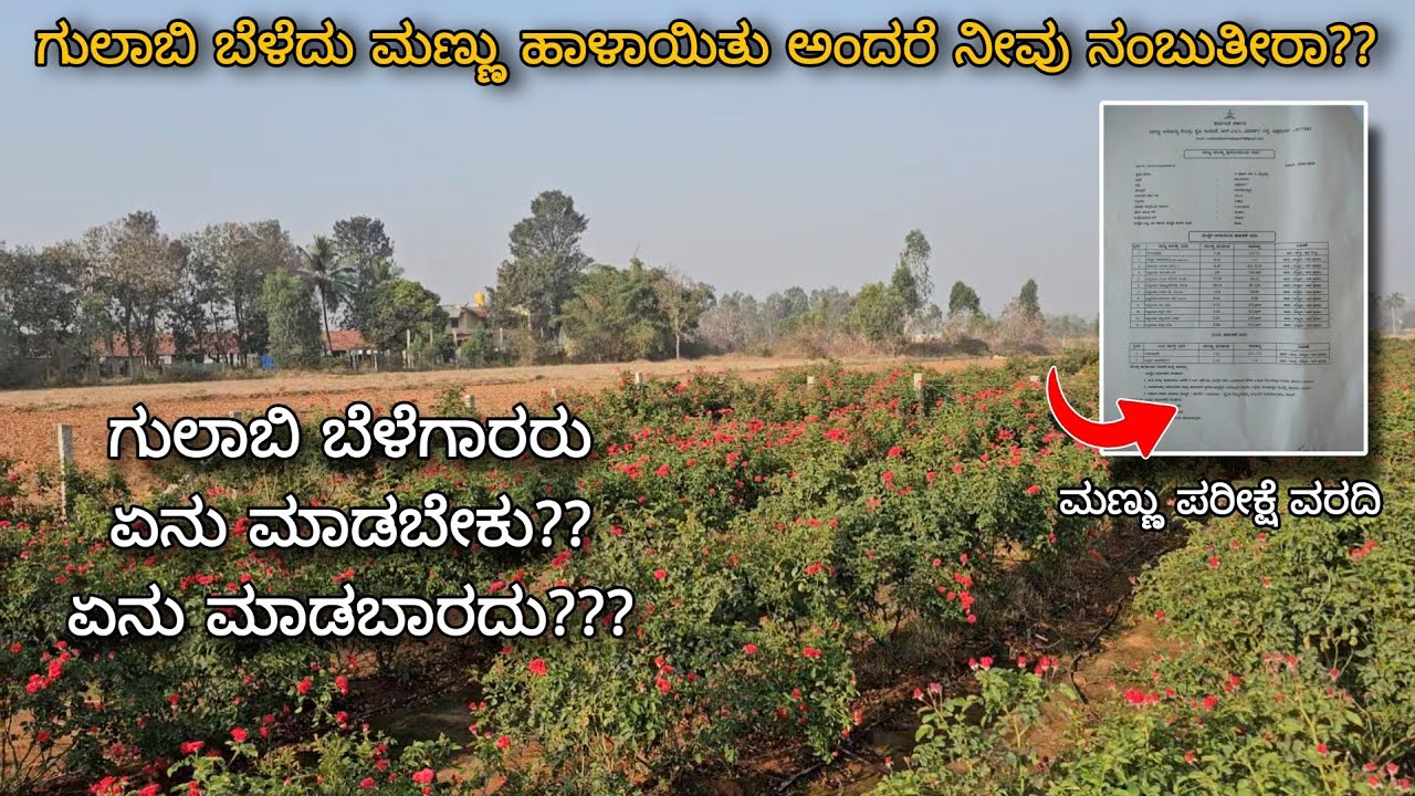 ಹೊಸಕೋಟೆಯ ಸೂಲಿಬೆಲೆ ಯಲ್ಲಿ ಒಂದು ಮಾದರಿ ಗುಲಾಬಿ ತೋಟ | Rose cultivation practices that you must follow |