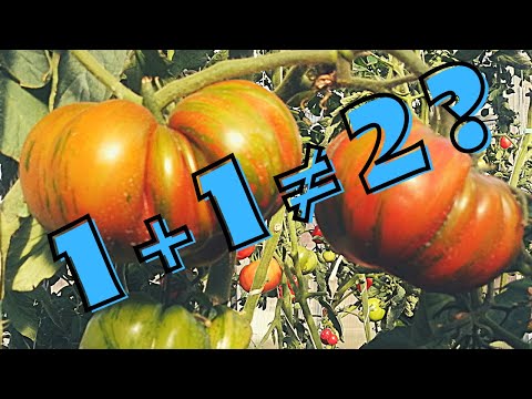 Video: Milloin minun pitäisi aloittaa tomaattien istutus?