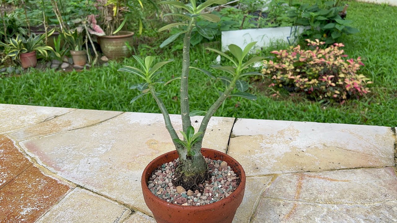 One of the ways to thicken Adenium’s root. YouTube