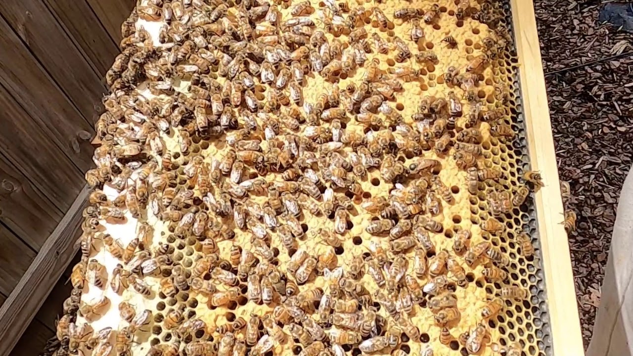 Watch How A Honey Bee Queen Lays Her Eggs YouTube