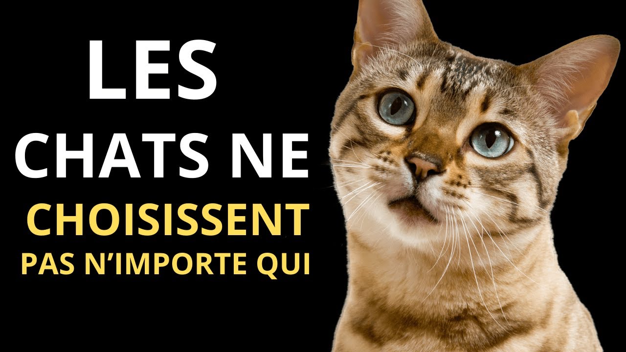 Les 7 secrets scientifiques pour devenir la personne préférée de votre chat