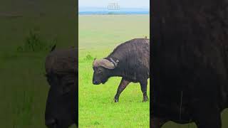 Buffalo On The Move | #Wildlife #Safari
