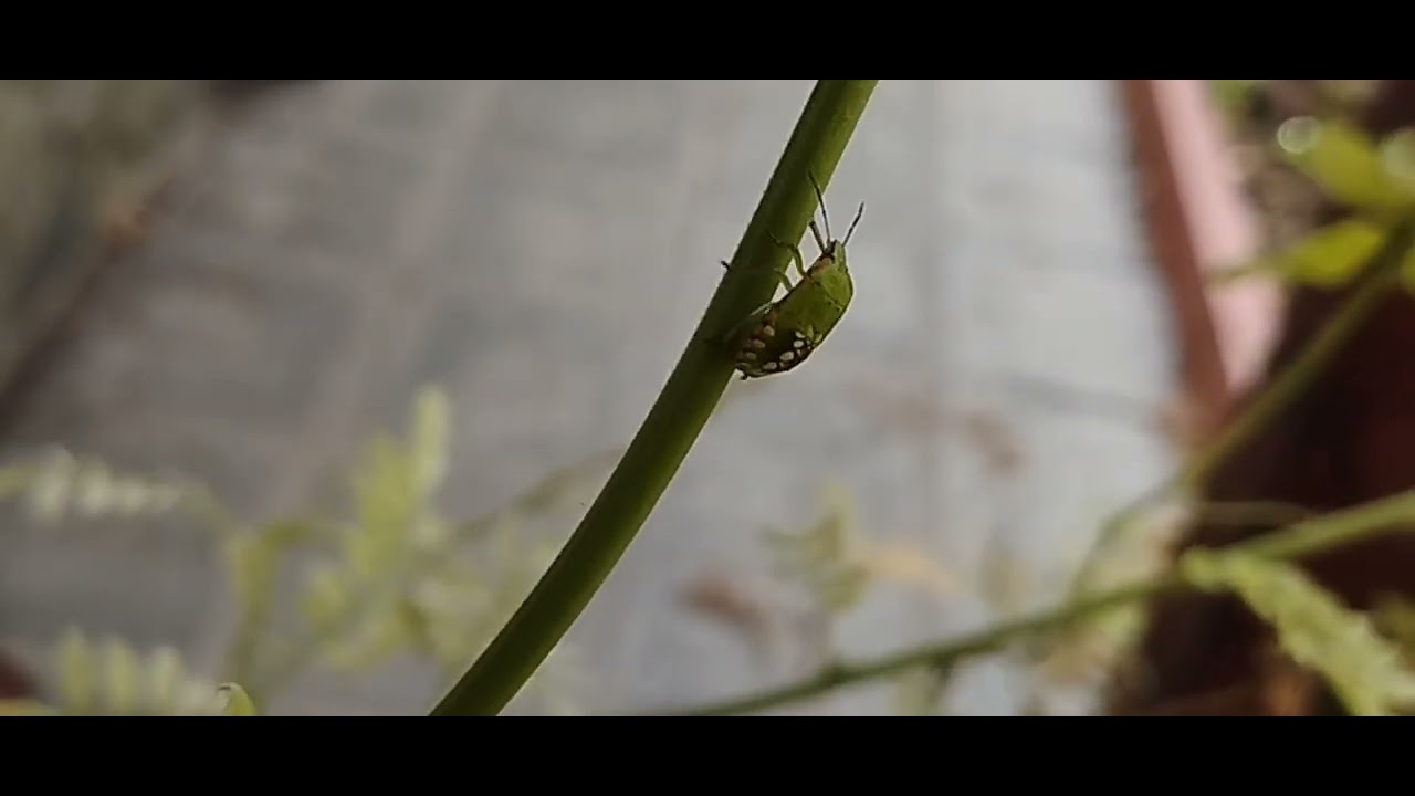 green shield bug (palomena prasina).