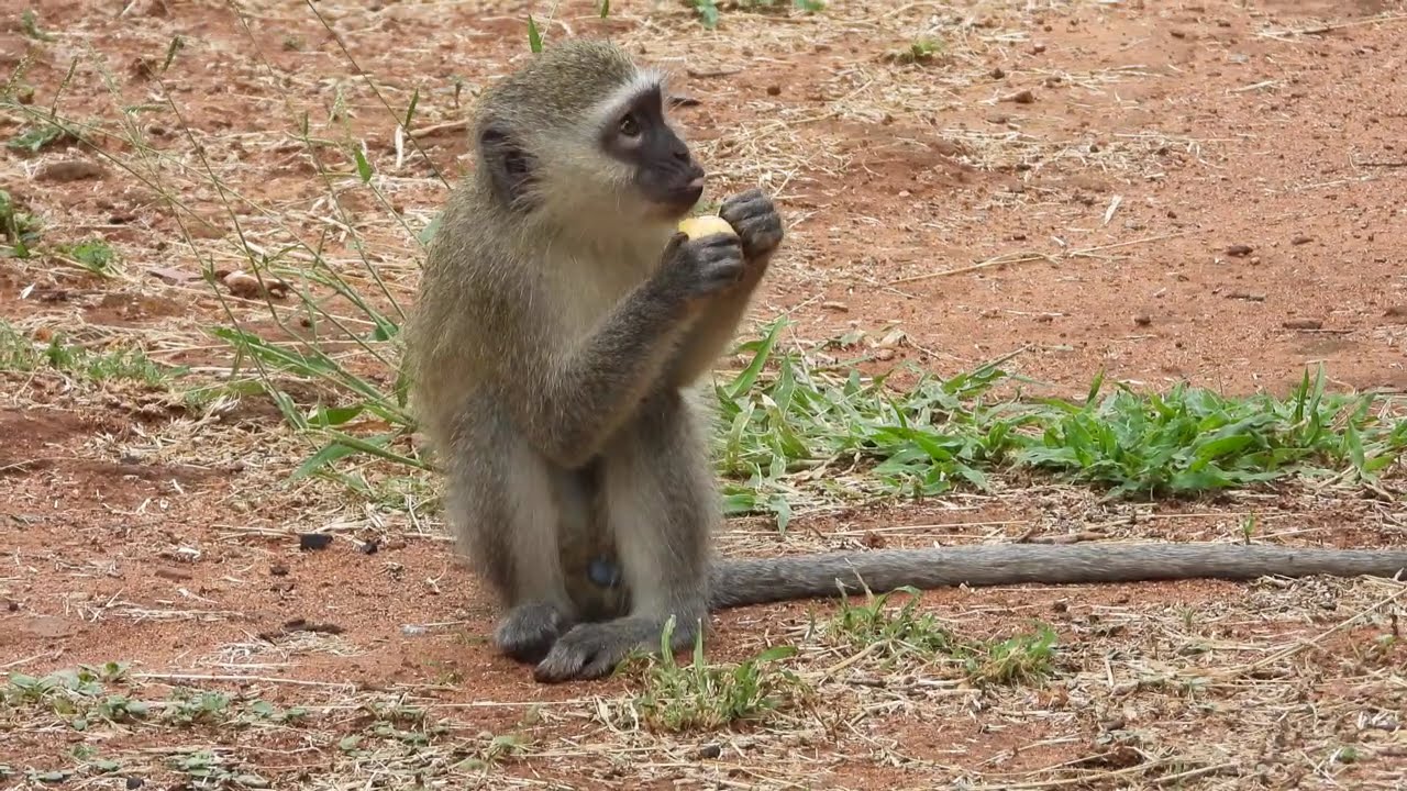 Vervet Monkey (Chlorocebus pygerythrus), Berg-En-Dal Rest Camo, Kruger National park, South Africa