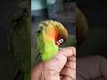 Bird Training : Smart lovebird Parrot | Smart Little Cute Parrot #training #smartparrot #cute