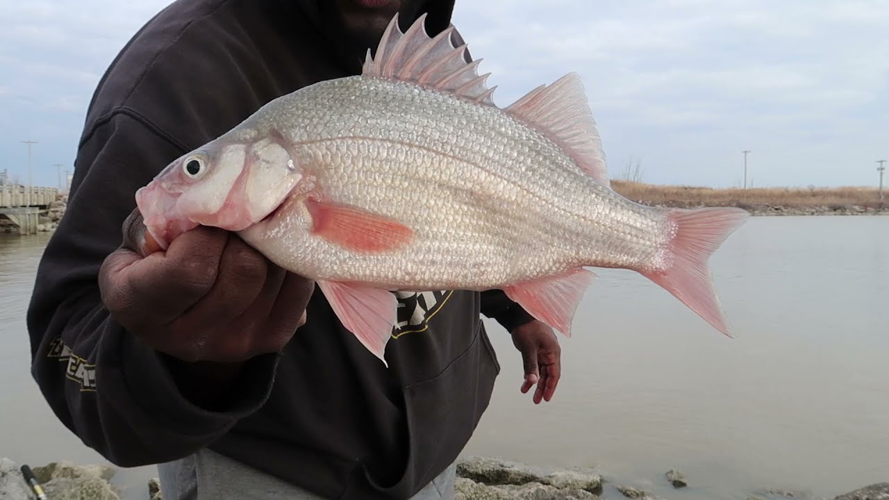 Best White Perch Fishing, 2021!