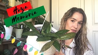 Famous Hoya Memoria | Happy Hoya-days: Day 8 | Vlogmas 2020 Profile